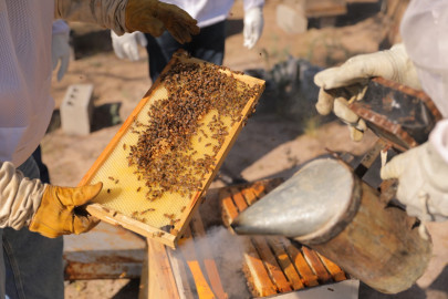 Es Gobierno Municipal de Nuevo Laredo único en Tamaulipas con programa de rescate de colmenas 