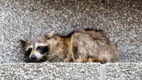 Y con ustedes “el mapache araña”