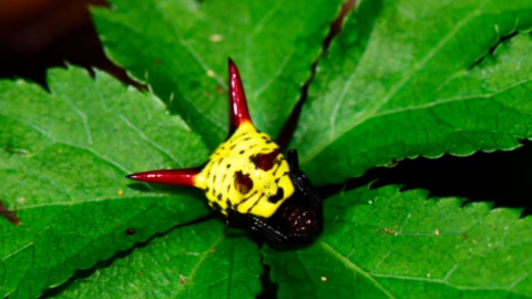 Explorador descubre la araña "Pikachu"