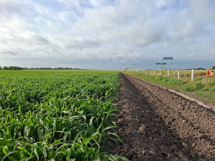 Las últimas lluvias han beneficiado los cultivos agrícolas