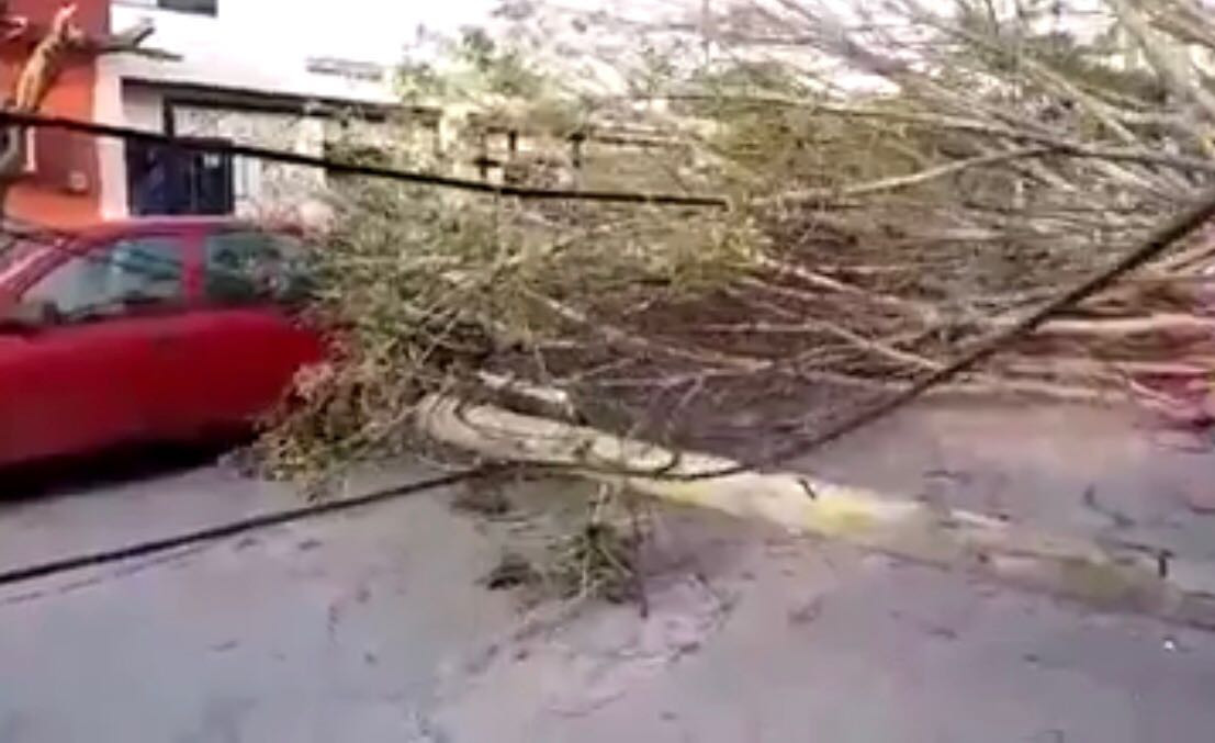 Frente Frío 44 provoca caída de árboles y vialidades cerradas en Victoria 