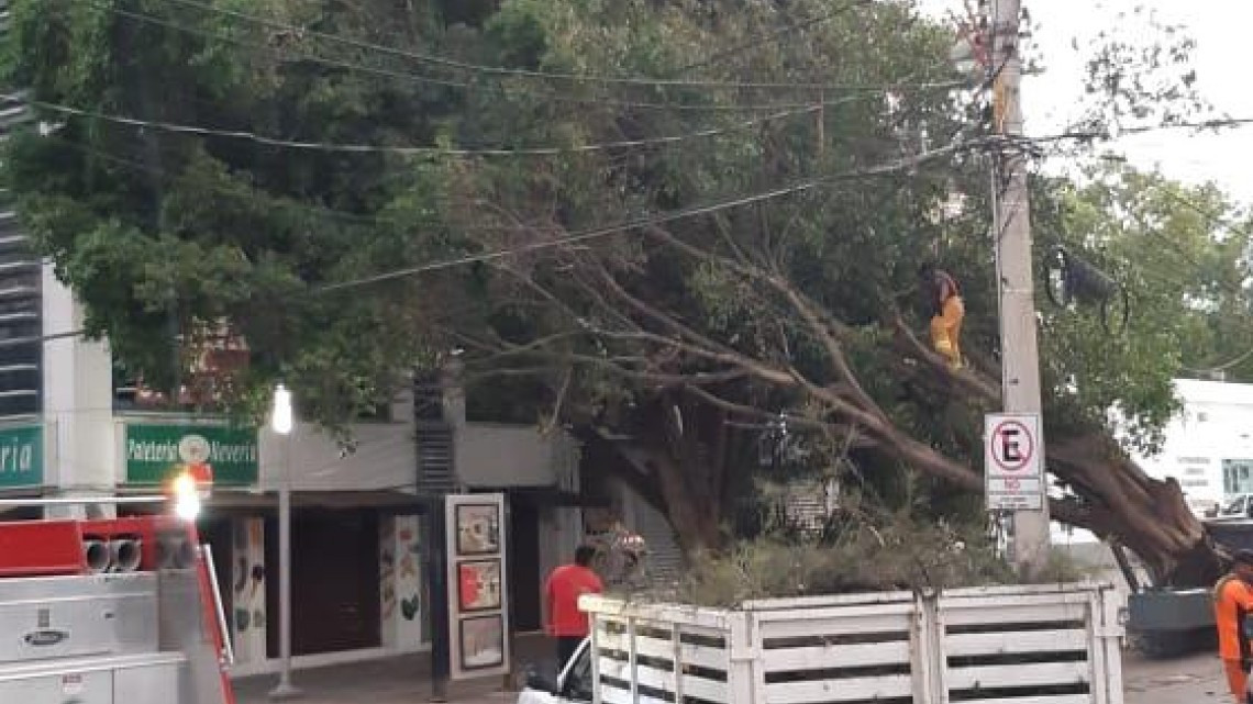 Fuertes rachas de viento provocan caída de una docena de árboles en Victoria
