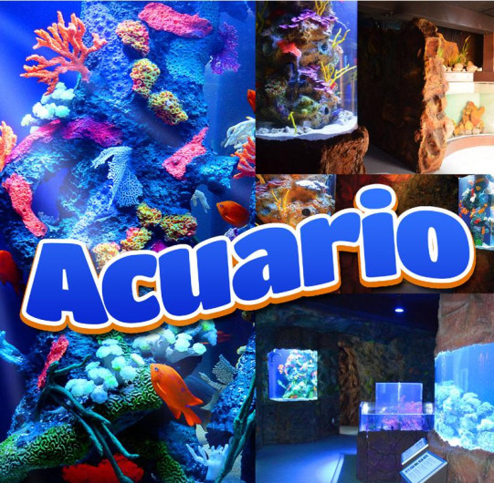 Tendrá Acuario entrada gratis sábado y domingo 