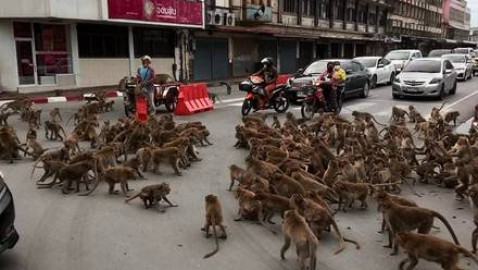 Pandillas de monos se pelean en las calles de Tailandia