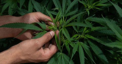 Diputados aprueban uso lúdico de la marihuana