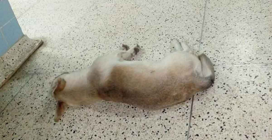 ¡De película! Perrito lleva un mes en el hospital esperando a su dueño fallecido 