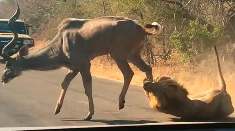 Turistas captan el momento en que león caza a un antílope
