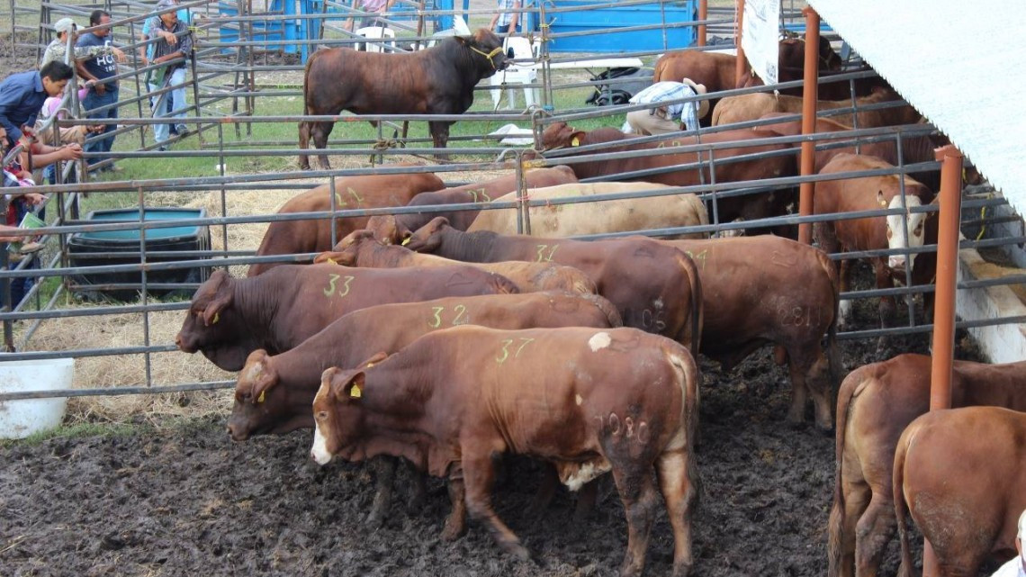 Ganaderos fortalecen su hato con subasta y mejoramiento genético