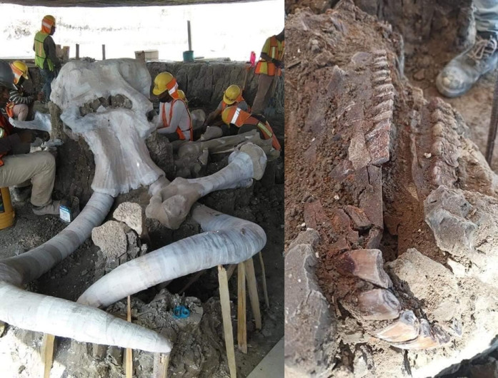 Encuentran restos de mamuts en Santa Lucía 