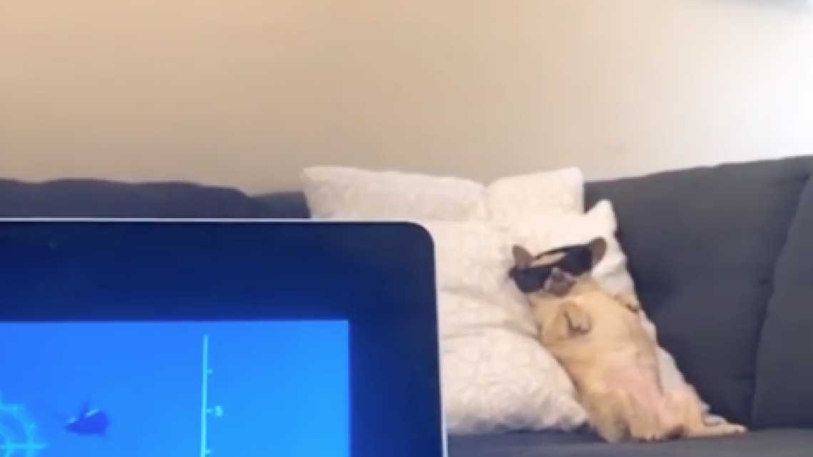 ¡El estrés no va con ella! Perrita se duerme mientras cuida la casa
