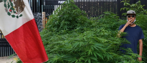 Senado aprueba la regulación integral de la mariguana en México 
