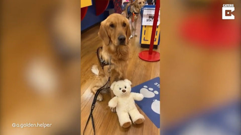 Perro de servicio recibe con gran emoción su recompensa