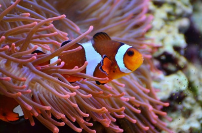 Pez payaso entra en la lista de especies amenazadas por el cambio climático 