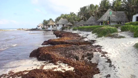 Vuelve sargazo a playas de Cancún