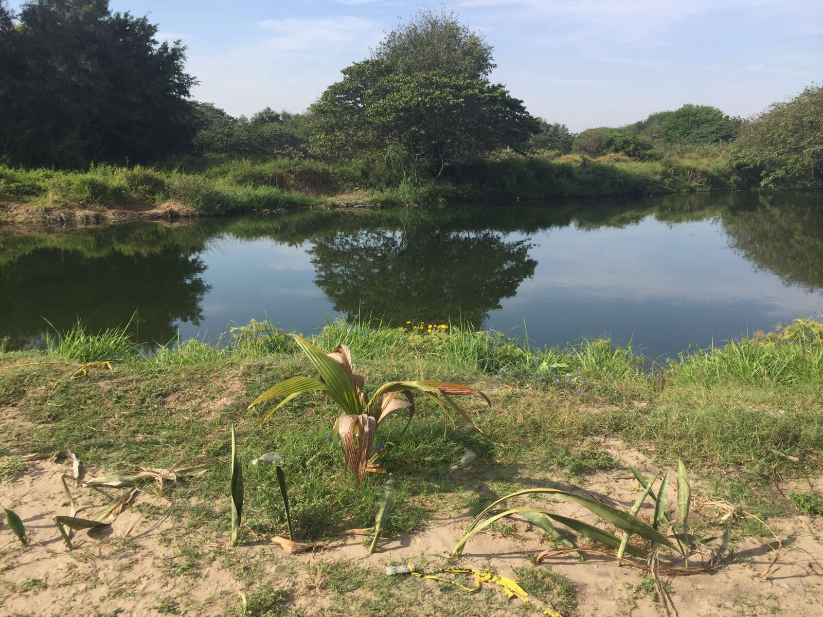 En Miramapolis temen ataque de cocodrilo