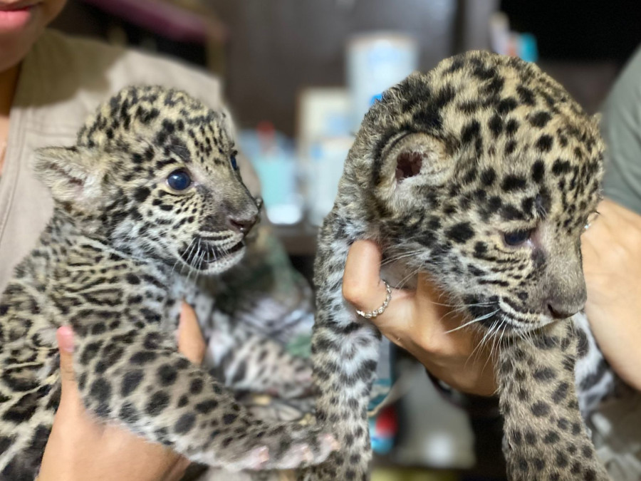 Nacen jaguares en Zoológico de Nuevo Laredo