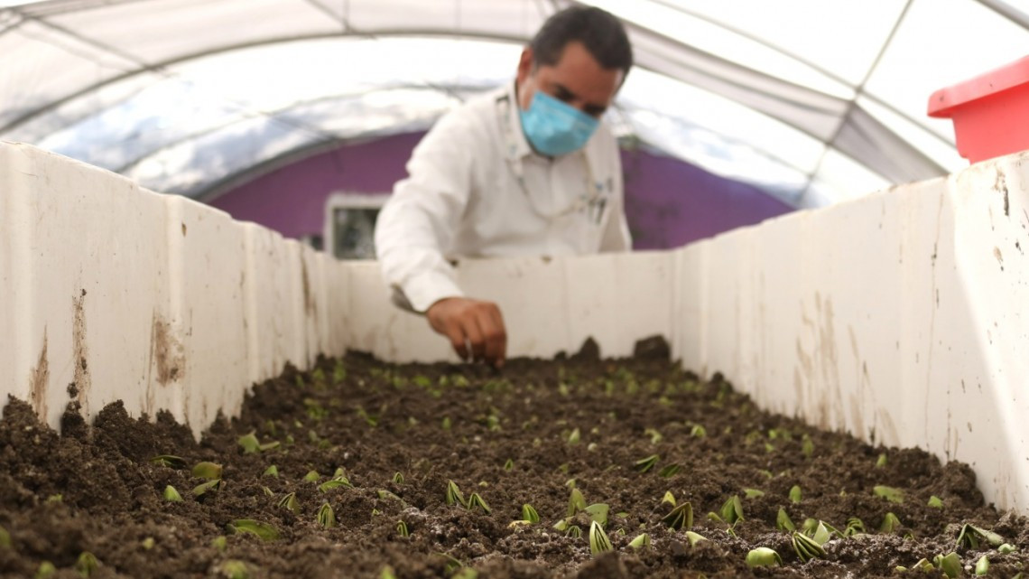 Refuerza Gobierno de Tamaulipas siembra y producción  de mangle