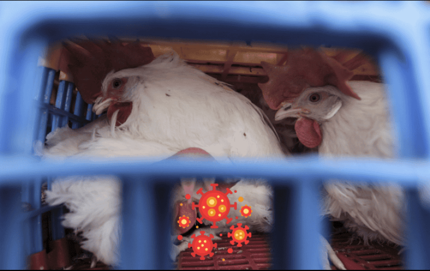 California declara estado de emergencia por brote de gripe aviar