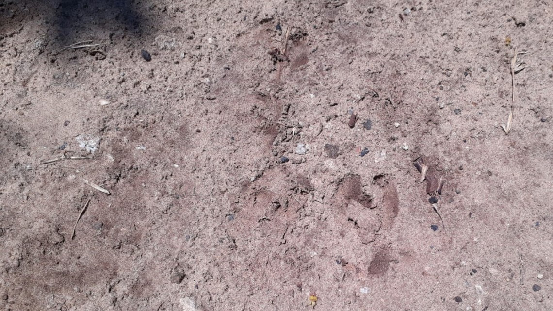 Promueven el cuidado al medio ambiente y la sustentabilidad.