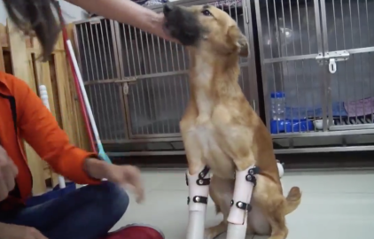 Le colocan prótesis a un perro ¡y se pone feliz!