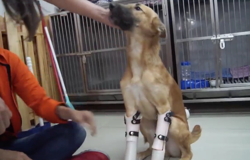 Le colocan prótesis a un perro ¡y se pone feliz!