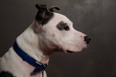 Mujer encierra a su perro en el auto como castigo y lo deja morir