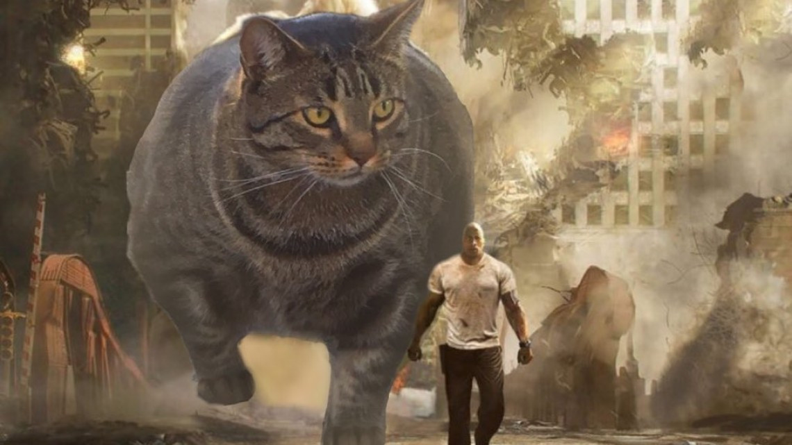 El gato musculoso que está conquistando internet 