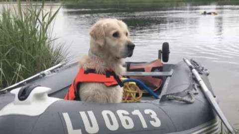 Bailey, el perro “socorrista” que espera convertirse en campeón de salvamento acuático