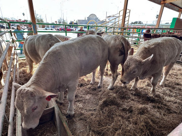 Sin reactivar la exportación de ganado