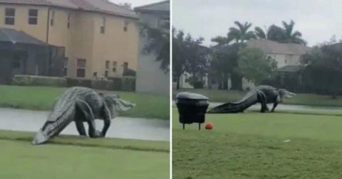 Enorme caimán aparece en un campo de golf en Florida
