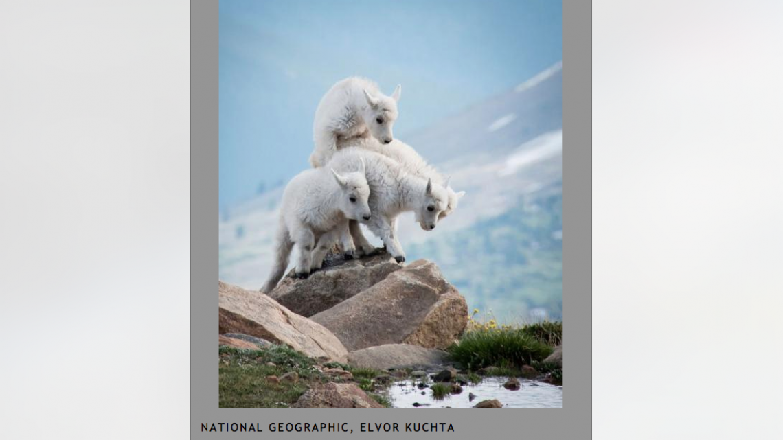 Conoce a los ganadores del NatGeo Nature 2017