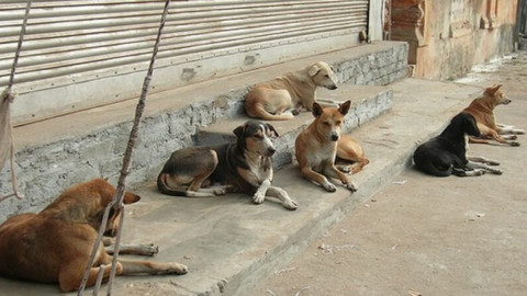 Se estima que hay 80 mil entre perros y gatos callejeros en Matamoros