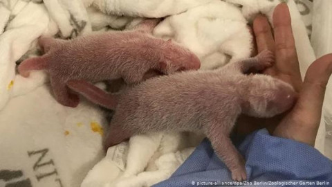 Nacen dos crías de osos panda en Alemania