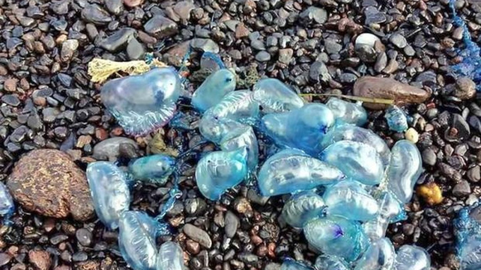 Cierran playas australianas por aparición de criaturas parecidas a las medusas
