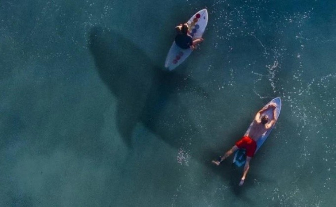 Muere surfista por ataque de tiburón en Australia