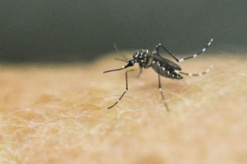 Jalisco repite como primer lugar nacional en casos de dengue