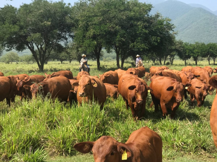Con protocolos efectivos, Tamaulipas sigue libre de plagas pecuarias