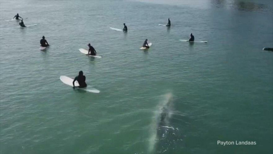 Ballena sorprende a grupo de surfistas en California