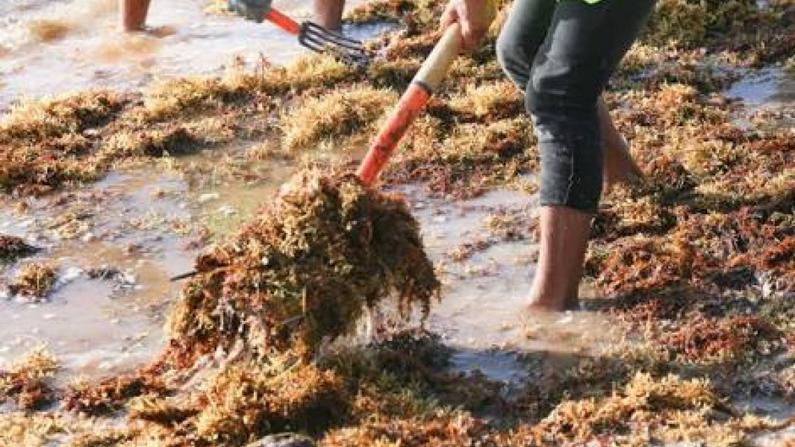 Se preparan playas de Tamaulipas ante llegada de sargazo