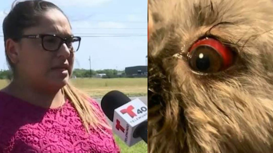 Estética canina de Brownsville es denunciada por maltrato animal