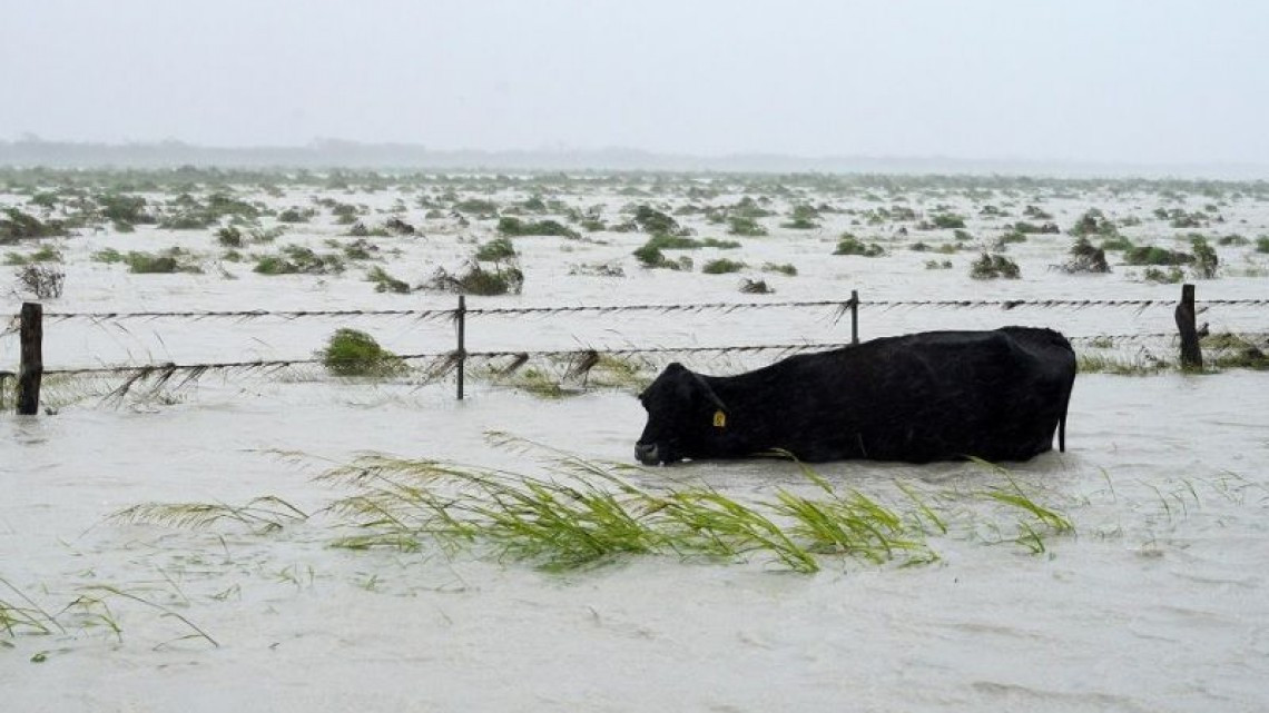 Animales son abandonados a su suerte durante paso de Harvey