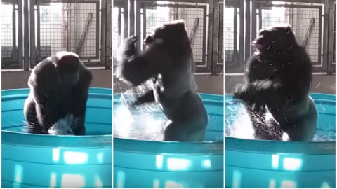 Zola, la gorila danzante que ha invadido redes