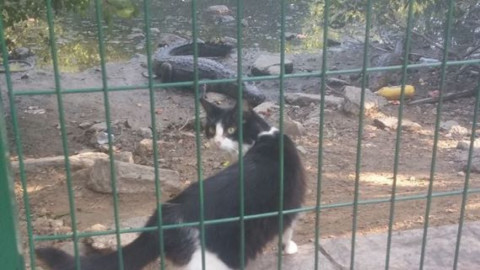 PC exhorta a no brincar malla de seguridad en laguna del Carpintero 