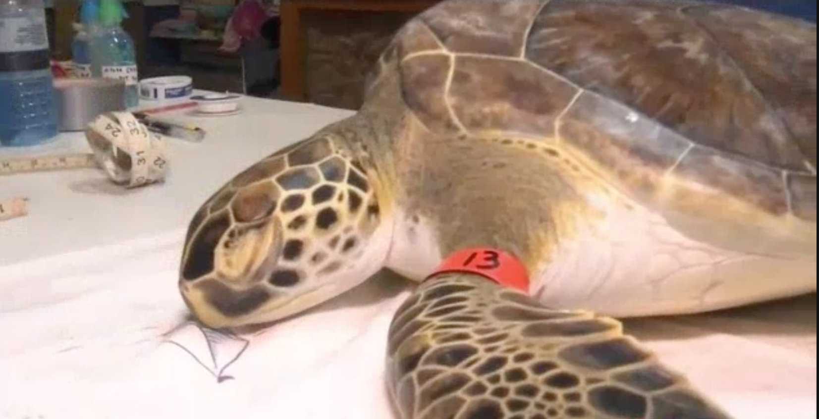 Rescatan a tortugas marinas por bajas temperaturas