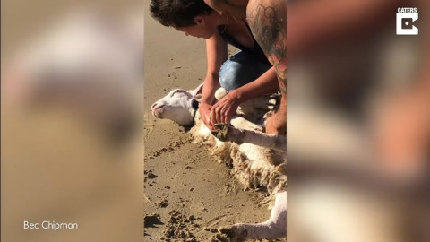 Rescatan a una oveja de ahogarse en el mar 