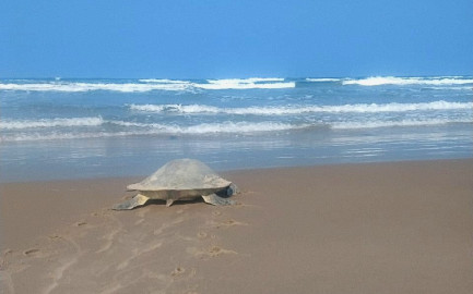 Arriban a Playa Miramar las primeras tortugas Loras