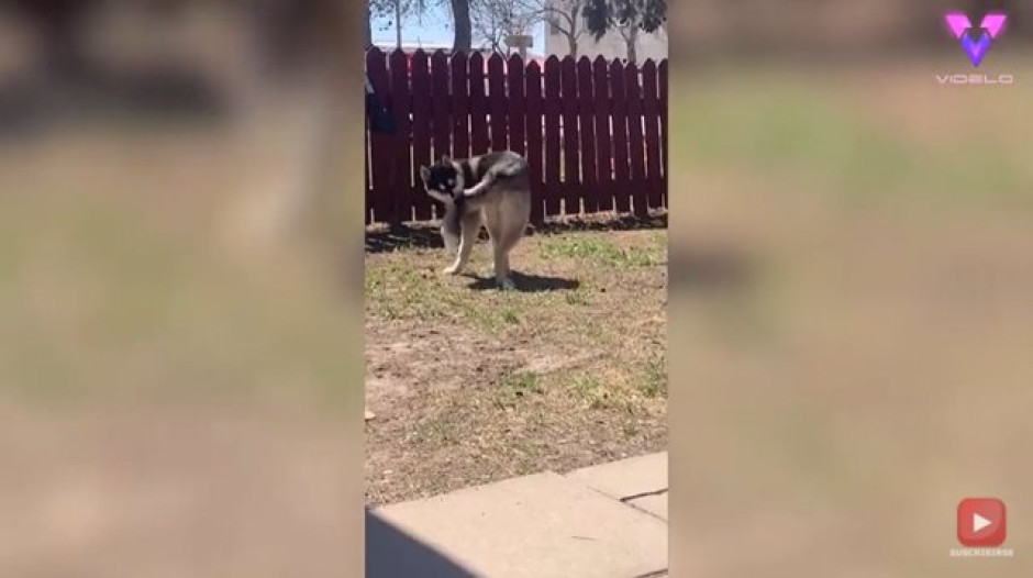 Perro juega a perseguir su propia cola y termina en el suelo