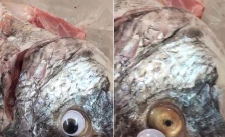 Vendían pescados con ojos falsos para ocultar su mal estado