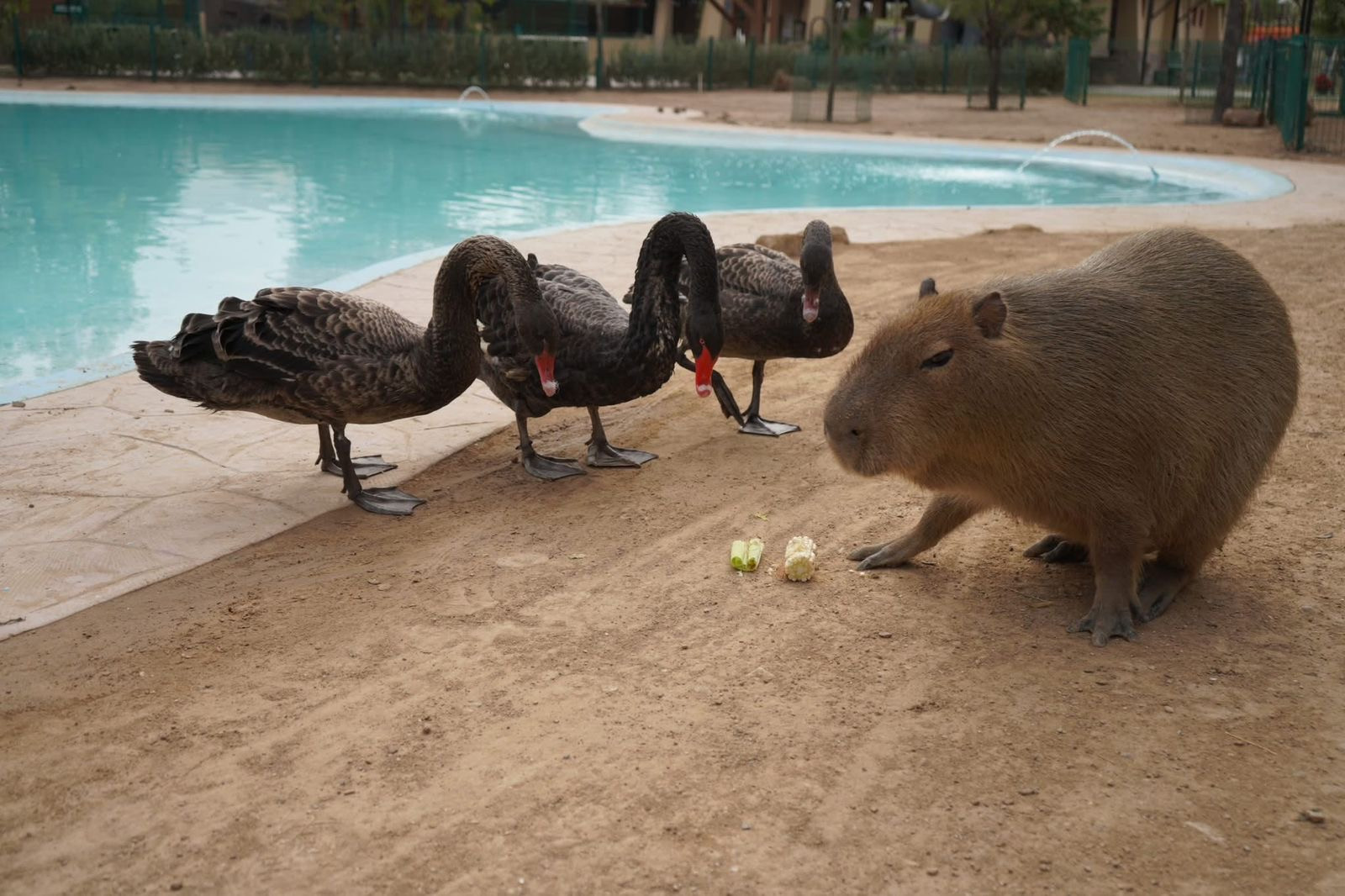Nacen más de 10 crías en lo que va del año en el Zoológico