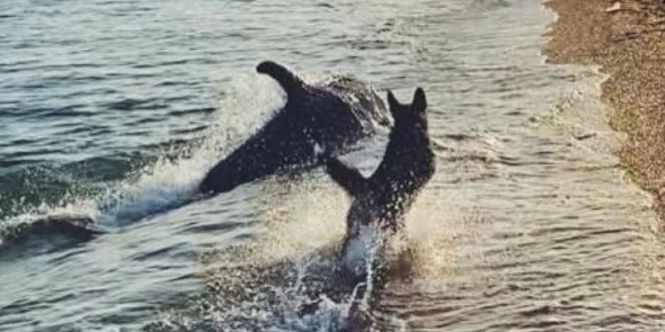 ¡Increíble! Perrito y delfín juegan a la orilla del mar